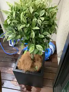 フィカス ベンジャミン ゴールデンスポット | 観葉植物 | 送料無料でお