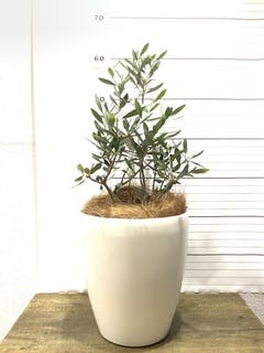 観葉植物 オリーブの木 【51cm】 6号 ひなかぜ 盆栽仕立て #71502