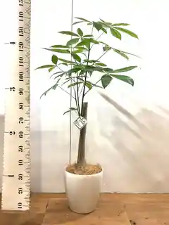観葉植物 パキラ 8号 朴 プラスチック鉢 | 観葉植物ならHitoHana(ひとはな)