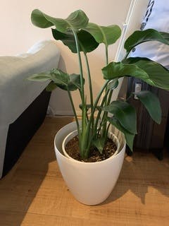 観葉植物 オーガスタ 8号 プラスチック鉢 | 観葉植物ならHitoHana(ひと