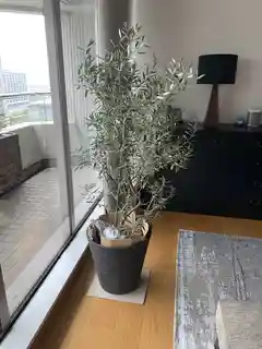 観葉植物 オリーブ 10号 チプレッシーノ エコストーンwhite 付き