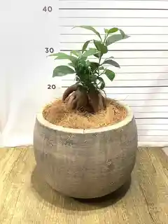 鉢カバー フリット|鉢カバーならひとはな | 鉢カバー フリット|鉢