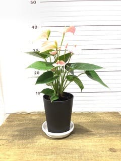 観葉植物 アンスリウム 4号 ピンク プラスチック鉢 | 観葉植物なら