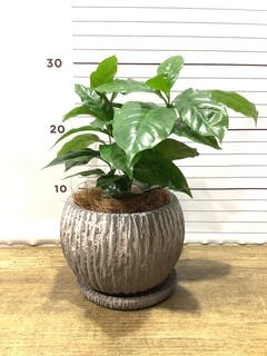 観葉植物 コーヒーの木 4号 プラスチック鉢 | 観葉植物ならHitoHana
