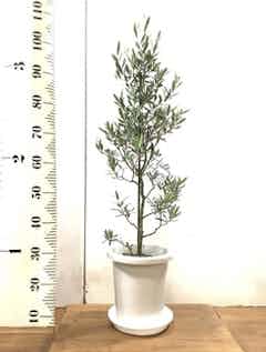 観葉植物 オリーブ 8号 チプレッシーノ プラスチック鉢 | 観葉