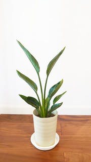 ストレチア レギネ 10号 | 観葉植物 | インテリアやギフトに