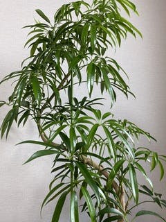 シェフレラ アンガスティフォリア | 観葉植物通販 HitoHana（ひとはな）