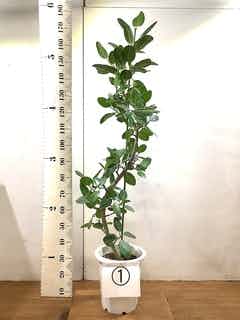 観葉植物 フィカス ベンガレンシス 10号 曲り エコストーンGray 付き