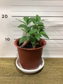 ガジュマル27 ガジュマル27