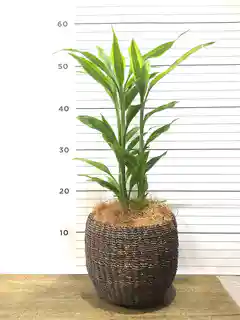 ドラセナ 4号 | 観葉植物の通販ならHitoHana（ひとはな）