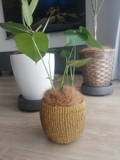 観葉植物 モンステラ 4号 ボサ造り プラスチック鉢 | 観葉植物なら