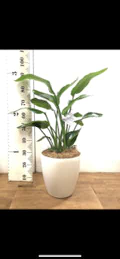 観葉植物 オーガスタ 8号 プラスチック鉢 | 観葉植物ならHitoHana(ひと