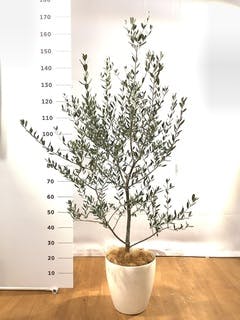 小倉園のオリーブの木 | 観葉植物ならHitoHana（ひとはな）