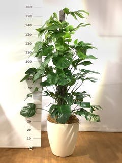 観葉植物 モンステラ 10号 ヘゴ柱 エコストーンLight Gray 付き | 観葉植物ならHitoHana(ひとはな)