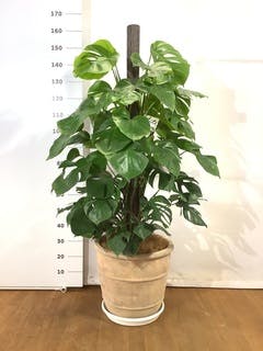 観葉植物 モンステラ 10号 ヘゴ柱 ウッドプランター シリンダー 付き | 観葉植物ならHitoHana(ひとはな)