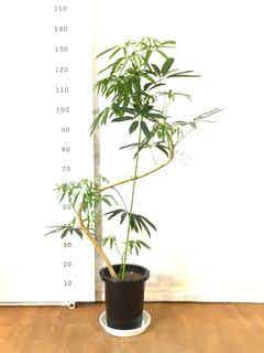 細葉が魅力 希少な斑入り シェフレラアンガスティフォリア 観葉植物 大型 室内 細葉が魅力 希少な斑入り シェフレラアンガスティフォリア 観葉