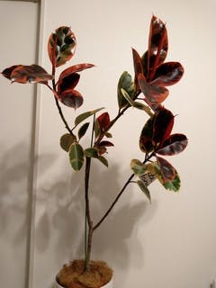 フィカス ルビー 1点もの | 観葉植物通販HitoHana(ひとはな)