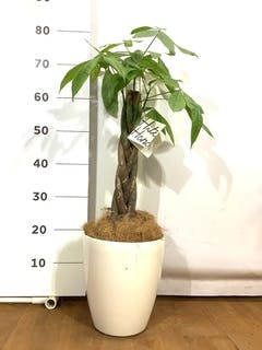 観葉植物 パキラ 6号 ねじり プラスチック鉢 | 観葉植物なら