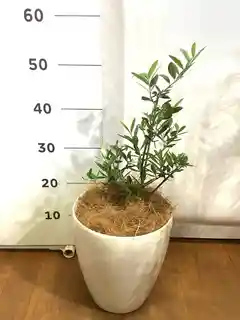観葉植物 オリーブの木 【51cm】 6号 ひなかぜ 盆栽仕立て #71502