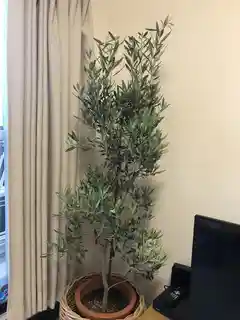 観葉植物 オリーブ 10号 チプレッシーノ アートストーン ラウンド