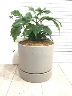 観葉植物 コーヒーの木 4号 プラスチック鉢 | 観葉植物ならHitoHana