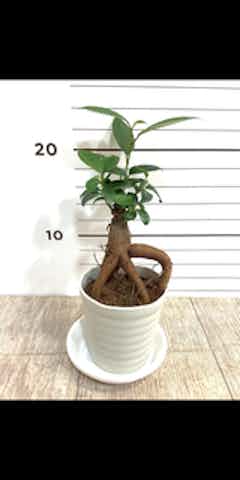 観葉植物 ガジュマル 3号 プラスチック鉢 | 観葉植物ならHitoHana(ひと