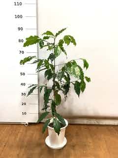 観葉植物 コーヒーの木 6号 プラスチック鉢 | 観葉植物ならHitoHana