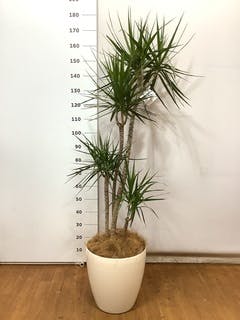 観葉植物 ドラセナ コンシンネ 10号 寄せ ラスターポット 付き | 観葉