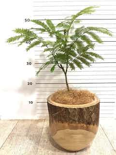 観葉植物 エバーフレッシュ 4号 ボサ造りラスターポット 付き