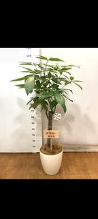 観葉植物 パキラ 8号 朴 エコストーンGray 付き | 観葉植物なら