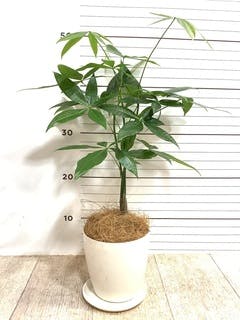 観葉植物 パキラ 4号 ねじり ピエドロベージュ M 植え替えキット付き