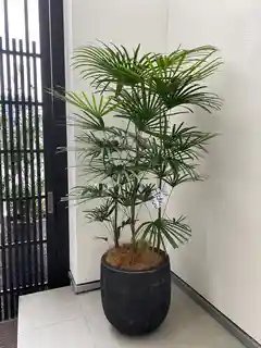ウンナンシュロチク 1点もの | 観葉植物通販HitoHana(ひとはな)