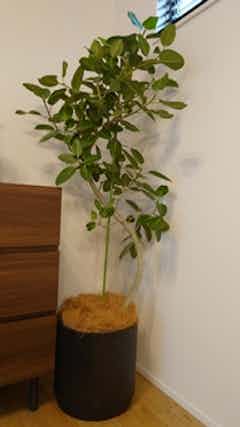 螺旋状のベンガレンシス10号　160センチ　現品 フィカス ベンガレンシス 10号 | 観葉植物通販 Hitohana（ひとはな）