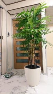 観葉植物 シュロチク（棕櫚竹） 10号 ウッドプランター 付き | 観葉