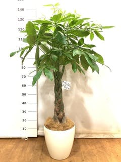 観葉植物 パキラ 8号 ねじり ラスターポット 付き | 観葉植物なら