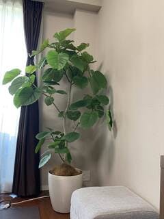 観葉植物 フィカス ウンベラータ 【200cm】 10号 #72131 ※1都3県配送