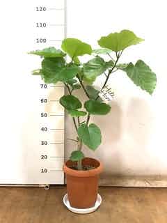 観葉植物 フィカス ウンベラータ 8号 ノーマル プラスチック鉢