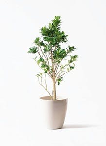 ガジュマル ベビーリーフ | 観葉植物通販 HitoHana（ひとはな）