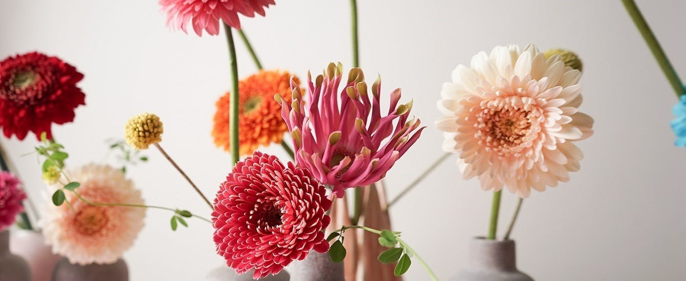 ガーベラ 花束 - お花と植物のギフト通販 HitoHana（ひとはな）