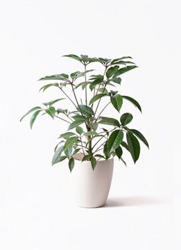 ツピダンサス | 観葉植物通販 HitoHana(ひとはな)