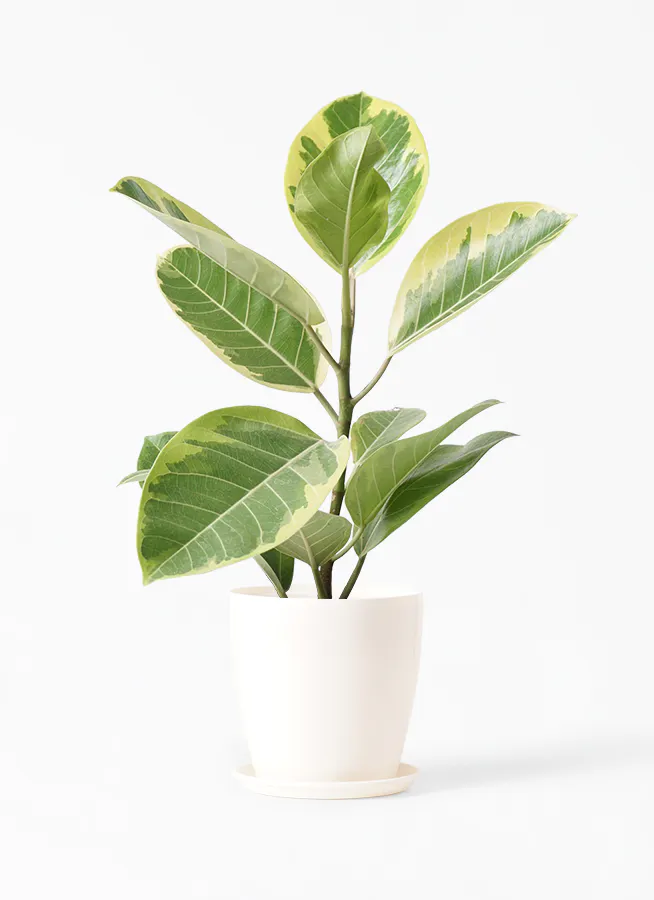フィカス アルテシーマ | 観葉植物通販 HitoHana