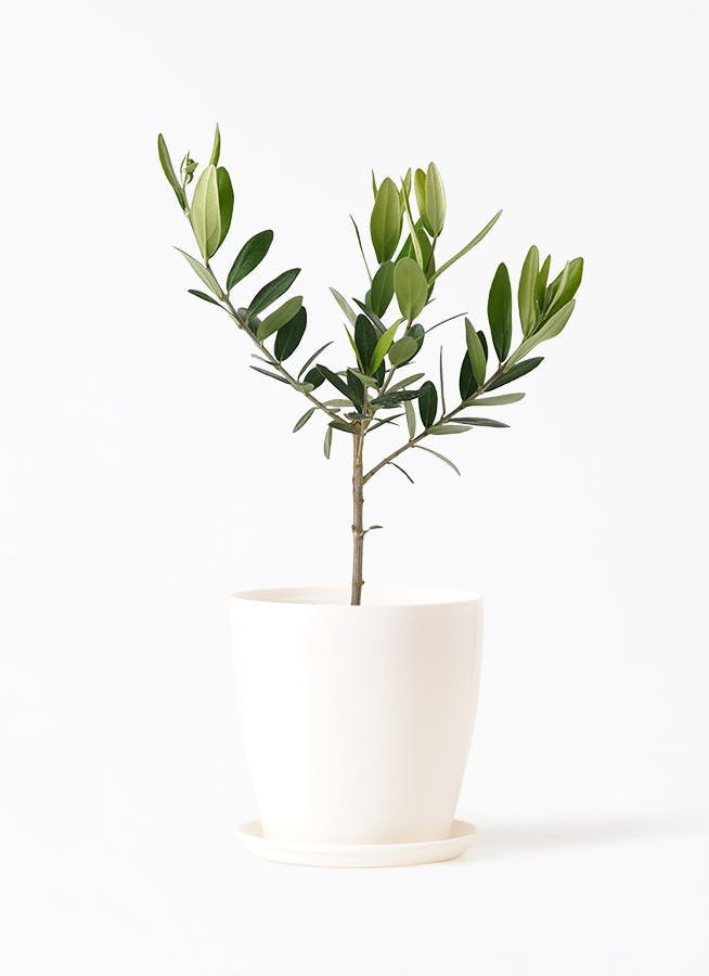 オリーブの木 | 観葉植物の通販ならHitoHana（ひとはな）