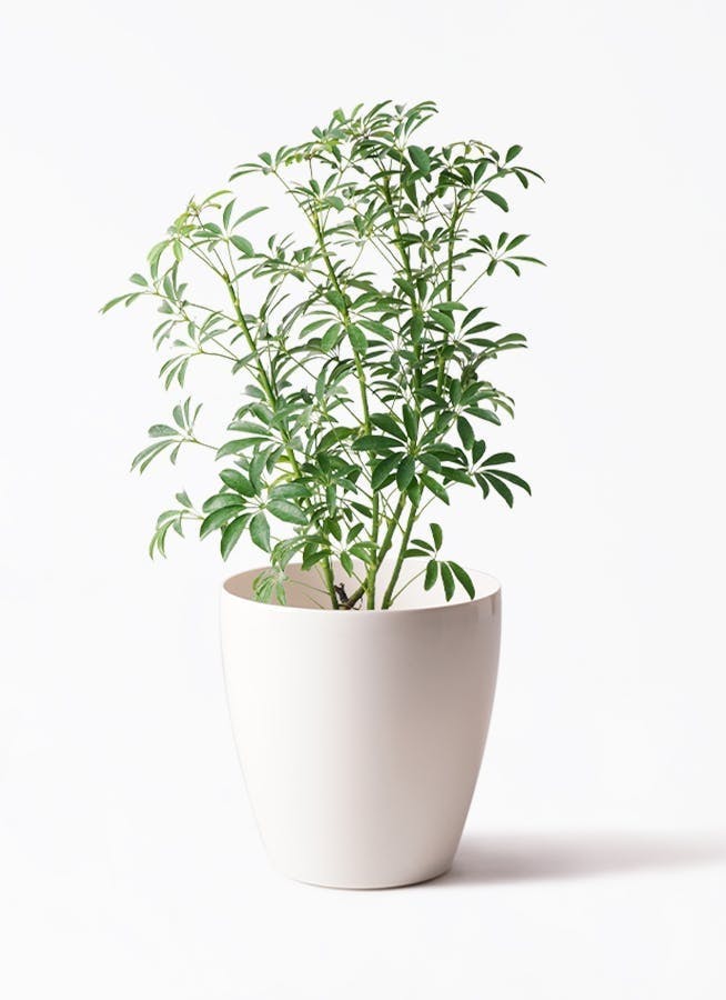 観葉植物 シェフレラの通販 | HitoHana（ひとはな）