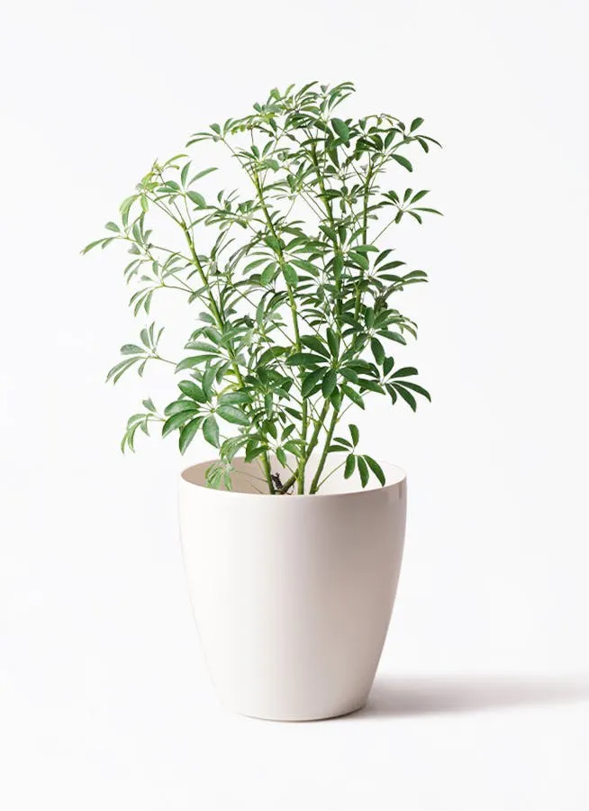 シェフレラ コンパクタ | 観葉植物ならHitohana（ひとはな）