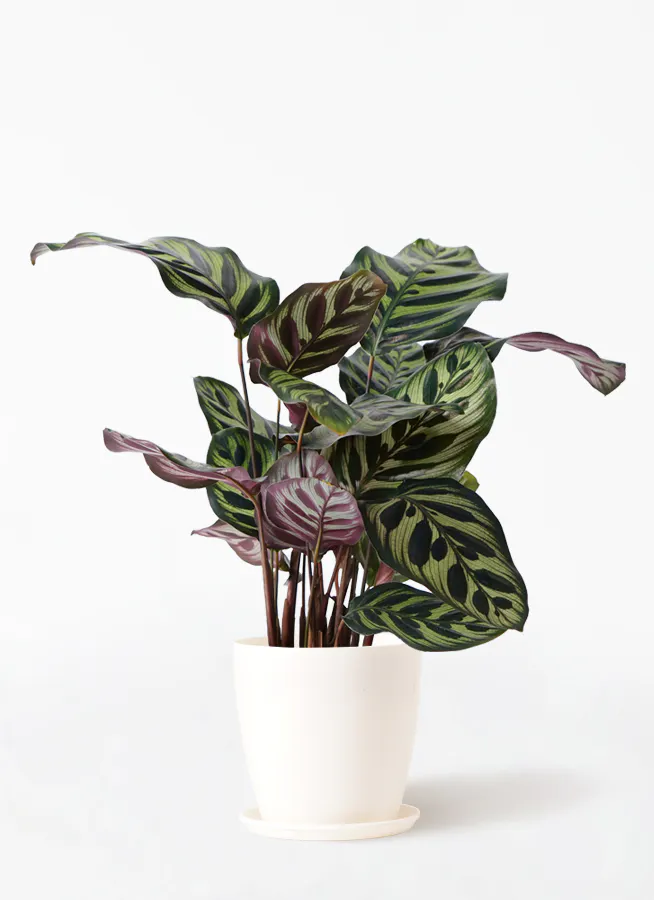 カラテア マコヤナ | 観葉植物の通販ならHitoHana（ひとはな）