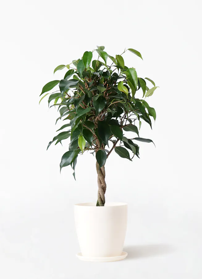 フィカス ベンジャミン | 観葉植物の通販ならHitoHana
