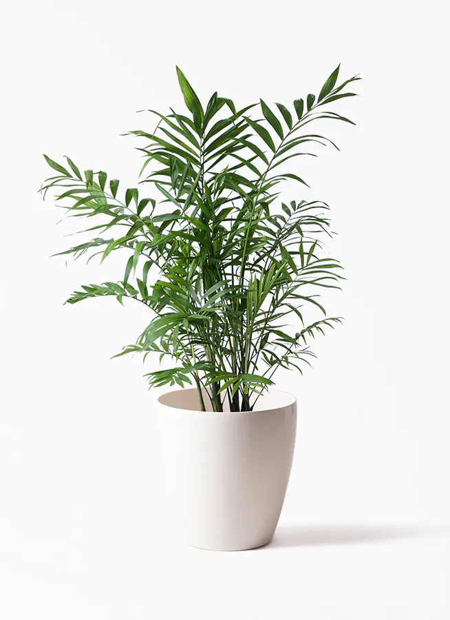 テーブルヤシ | 観葉植物の通販ならHitoHana（ひとはな）