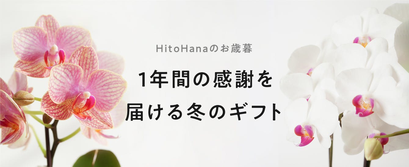 お歳暮・冬ギフト - お花と植物のギフト通販 HitoHana(ひとはな)