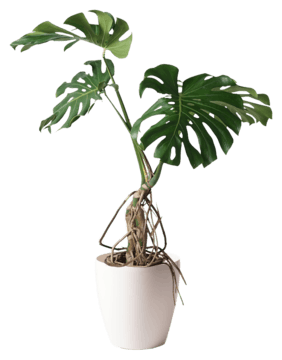 モンステラ 観葉植物通販hitohana ひとはな モンステラ 観葉植物通販hitohana ひとはな