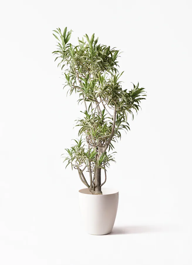 ドラセナ ソング オブ インディア | 観葉植物通販HitoHana(ひとはな)